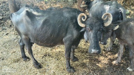 આભેસ વેચવાની છે