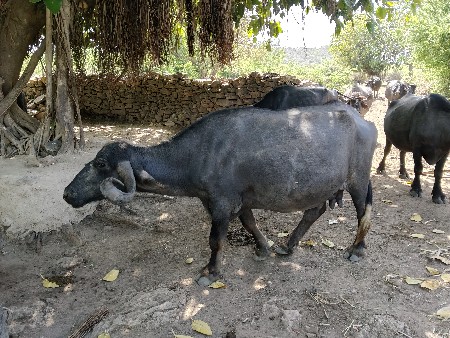 थंबनेल 3