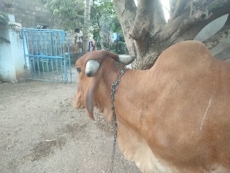 थंबनेल 3