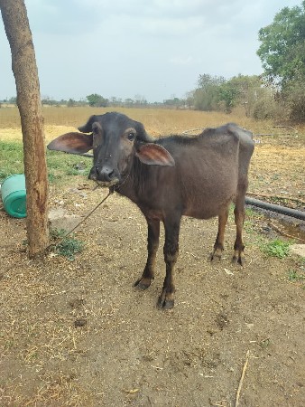 थंबनेल 2