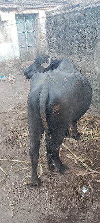 થંબનેલ 3