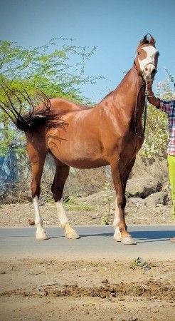 ઘોડી વેચવાની છે