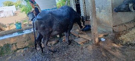 ભેંસ.વૅચવાની1