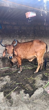 થંબનેલ 2