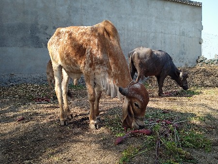 थंबनेल 2