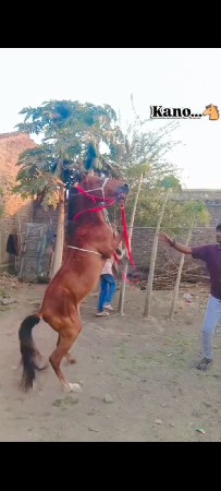 વશેરો છે સાટો પણ કરવાનું છે