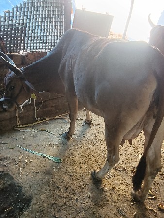 थंबनेल 2