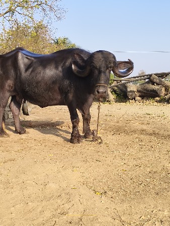 ભેંસ વેચવાની છે.વેતર.3.જુ