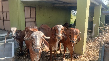 थंबनेल 2