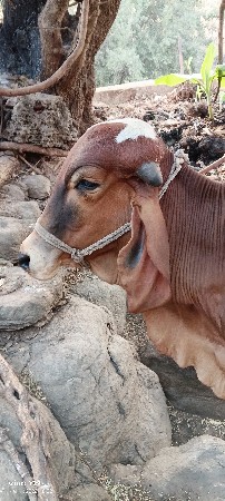 थंबनेल 2