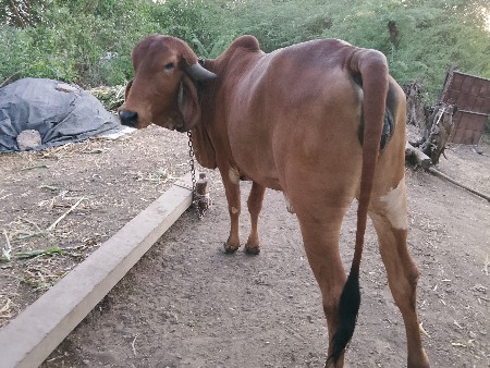 थंबनेल 3