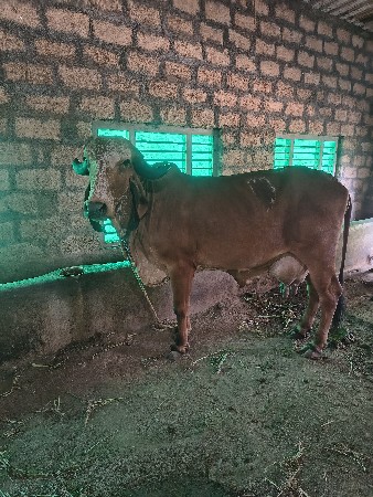 ▶️ ગીર ગાય વેચવાની છે. ◀️