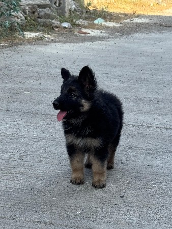 ઓરિજિનલ જર્મન સેફડ મેલ