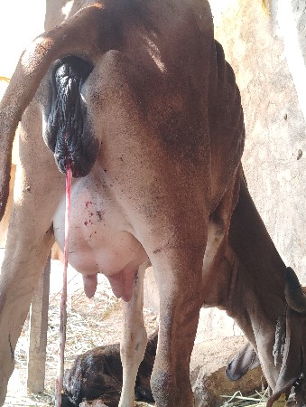 થંબનેલ 2