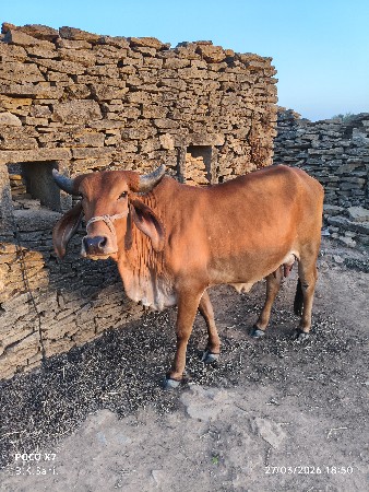 10 divas ni viyanal che