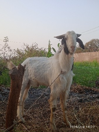 दो .बकरा वेचवा ना हैं