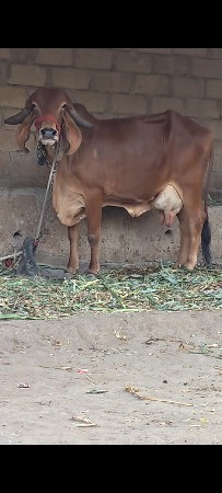 ગીર ગાય વેચવા ની છે