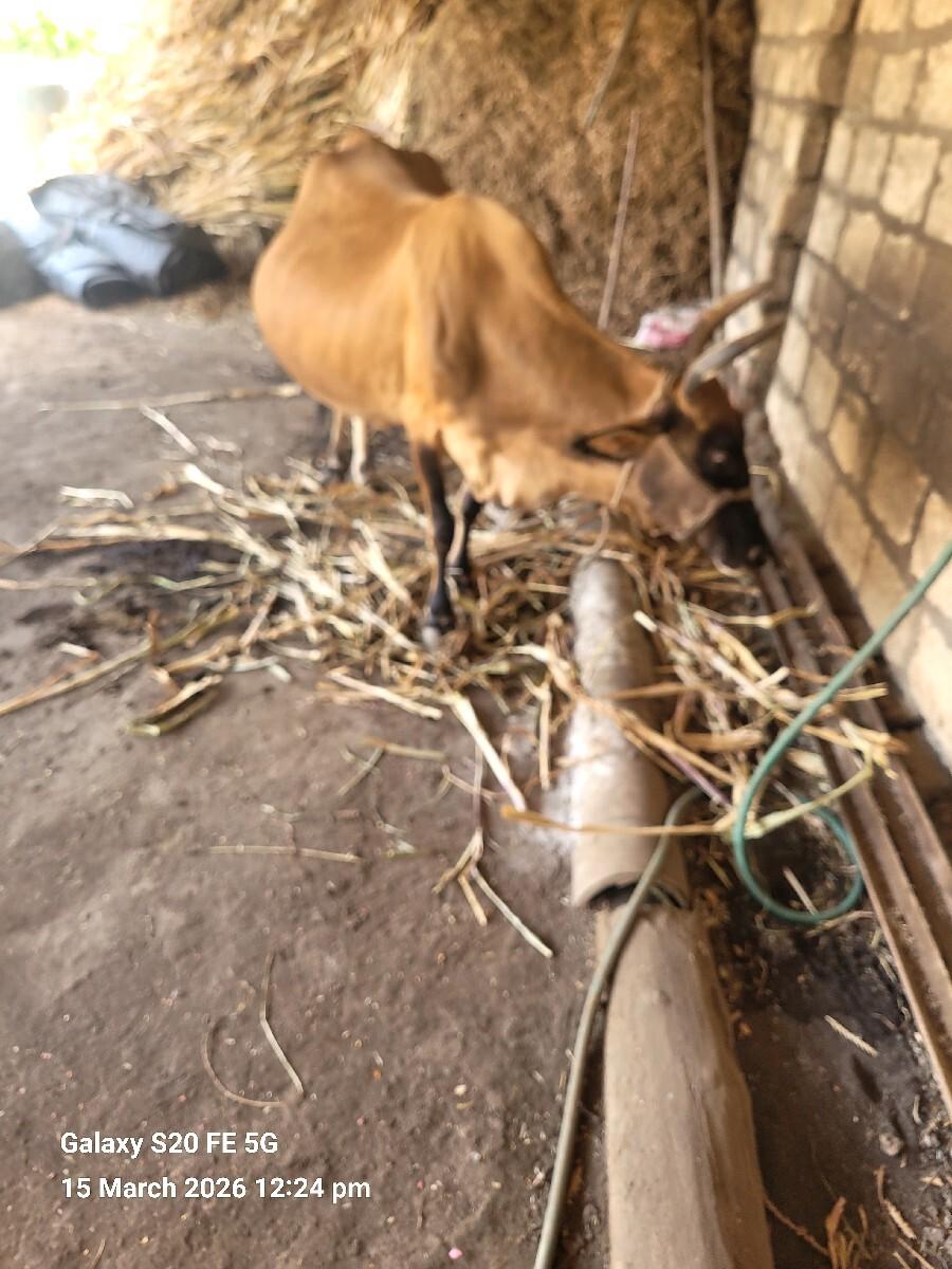 थंबनेल 2