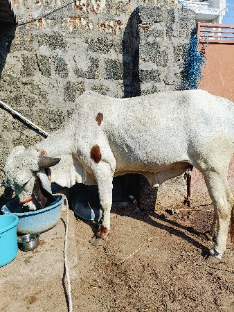 gir hidki aapva ne se