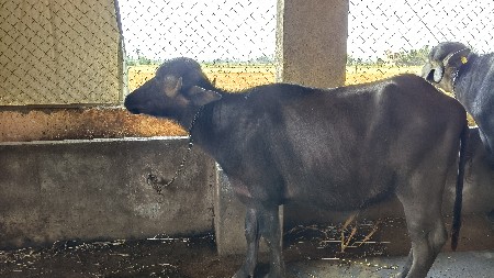 થંબનેલ 2