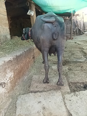 थंबनेल 2