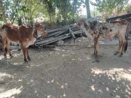 थंबनेल 2