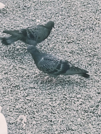 રેશર કબૂતર વેચવા ના છે