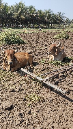 બળદ વેચવાના છે