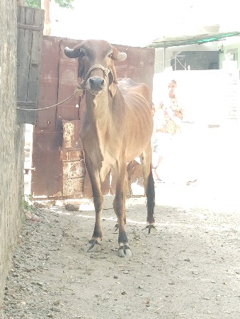 થંબનેલ 3