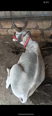 थंबनेल 3