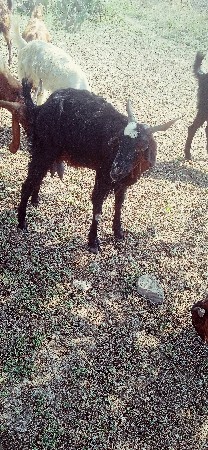 થંબનેલ 3