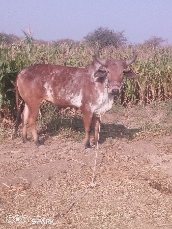 વેચવાનુછે