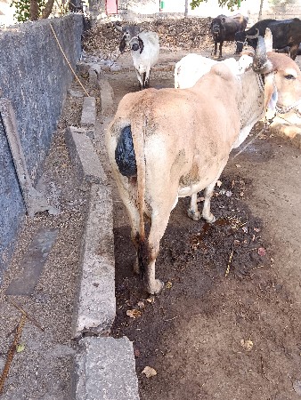 ગાય વેસવાની સે