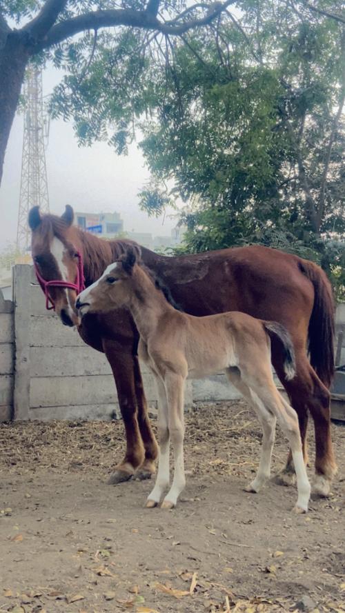 વછેરી ને ઘોડી બંને વેચવાના છે