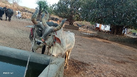 ગોઢલા વેચવાના છે