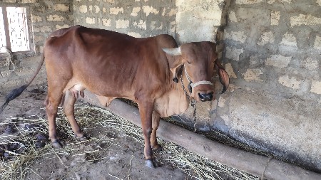 ગાય વેચવાની છે.