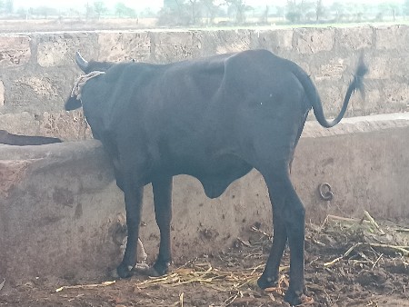 હોળકી વેચવાની છે