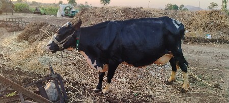 थंबनेल 2