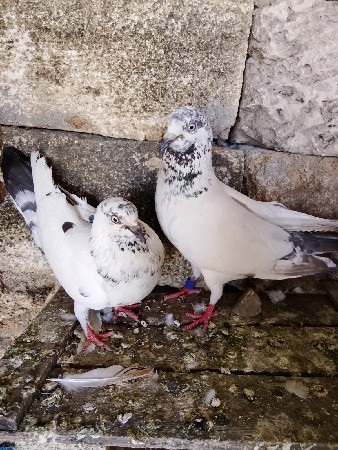 કબૂતર વેચવાના છે