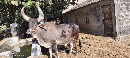 थंबनेल 3