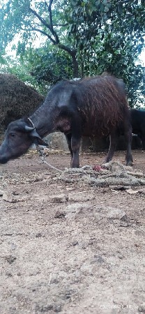 थंबनेल 3