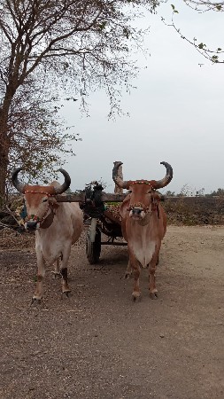 થંબનેલ 3