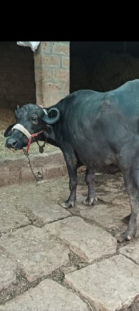 ભેંસ વેચવાની છે