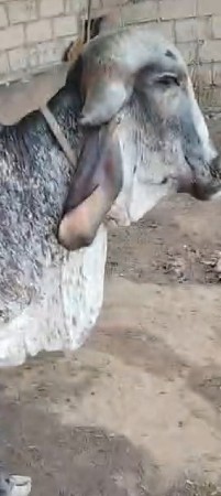 ગીર વાશડી છૅ