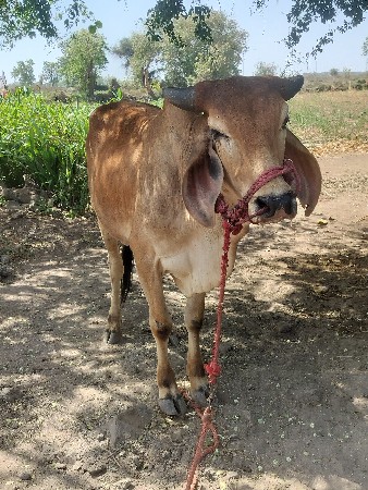 વેચવા નો છે