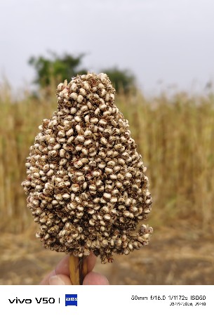 દેશી જુવાર