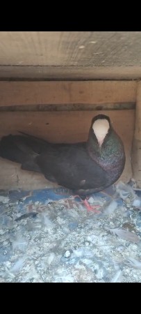 ફેન્સી કબુતર