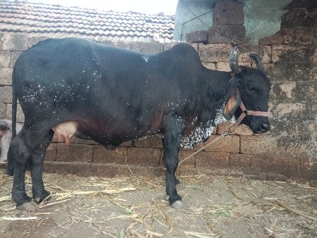 थंबनेल 3