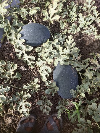 થંબનેલ 2