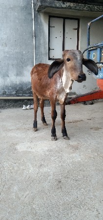 थंबनेल 2